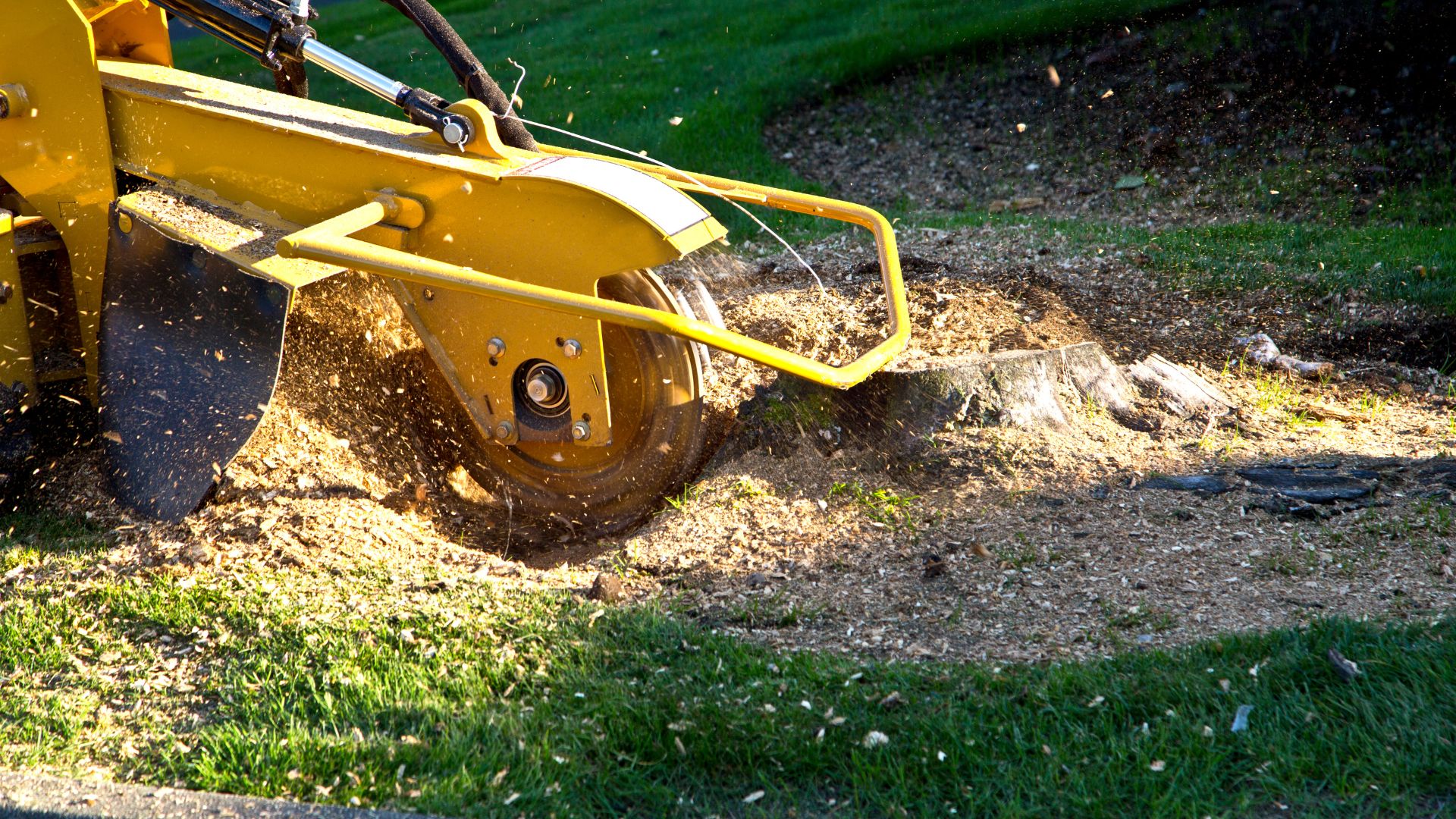 Yellow stump grinder removing tree stump in grassy lawn