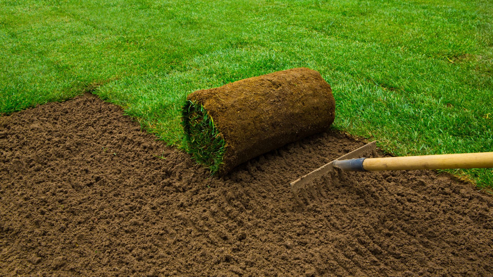 Rolled turf on bare soil with gardening spade during lawn installation
