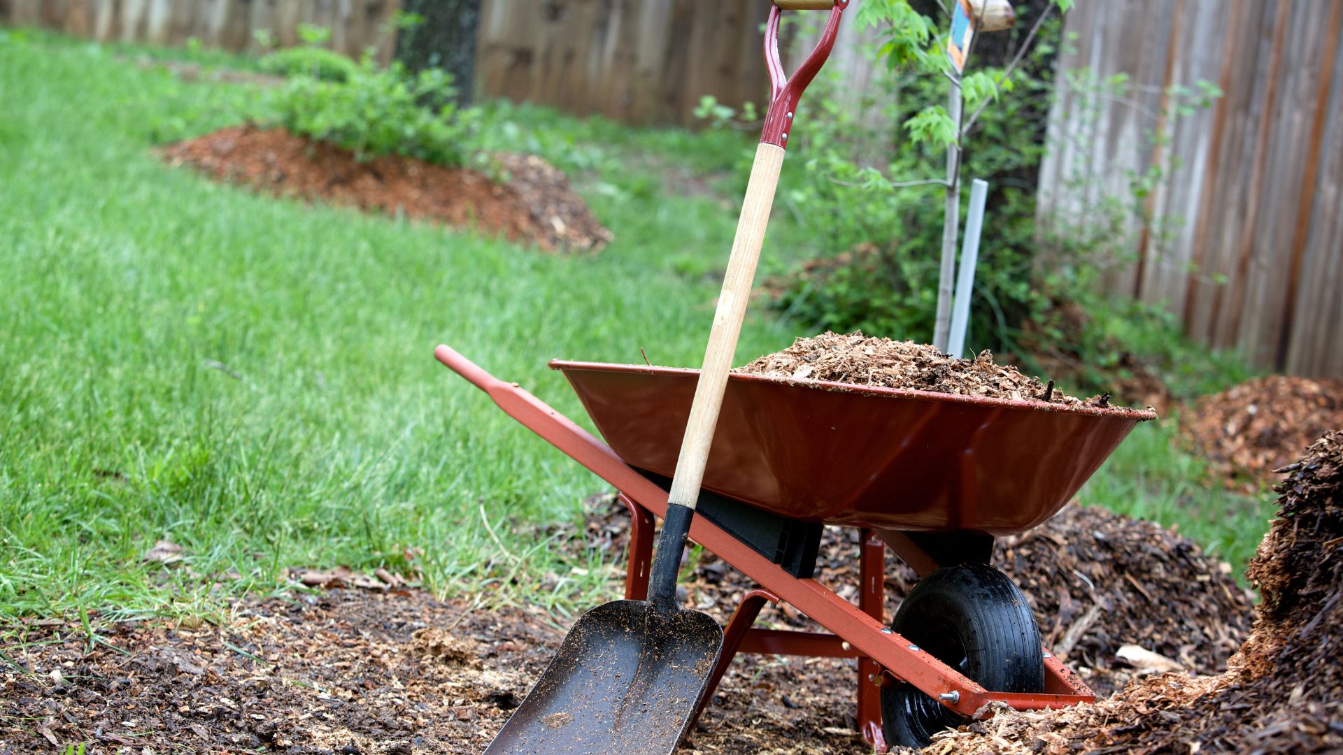 Red wheelbarrow filled with mulch and shovel in backyard garden