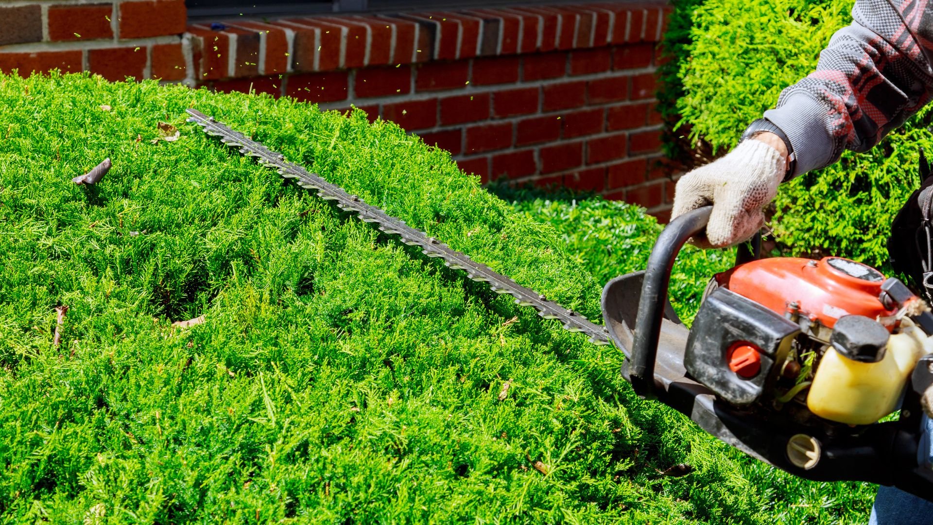Gardener trimming green hedge with gas-powered hedge trimmer near brick wall